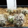 Copiapoa_cinerea_v_albispina
